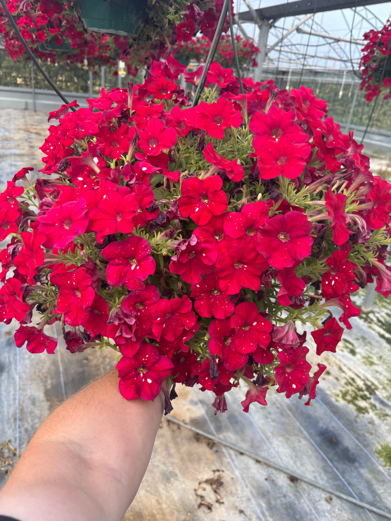*DEAL OF THE WEEK* 1 x STUNNING Red Dottie Petunia Hanging Pots