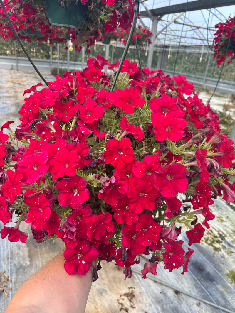 *DEAL OF THE WEEK* 1 x STUNNING Red Dottie Petunia Hanging Pots