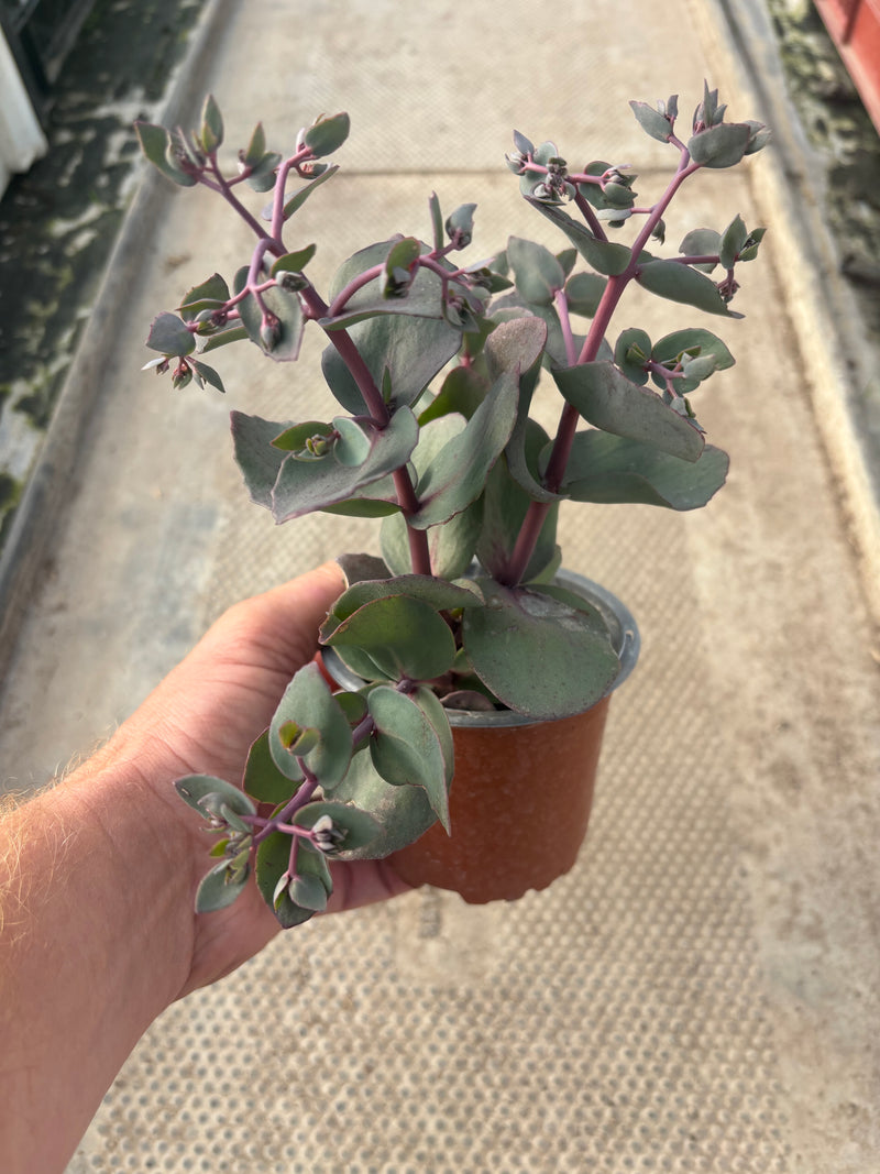 Sedum Seduction Cherry Chocolate (Perennial, Summer, Autumn, Spring, Foliage)