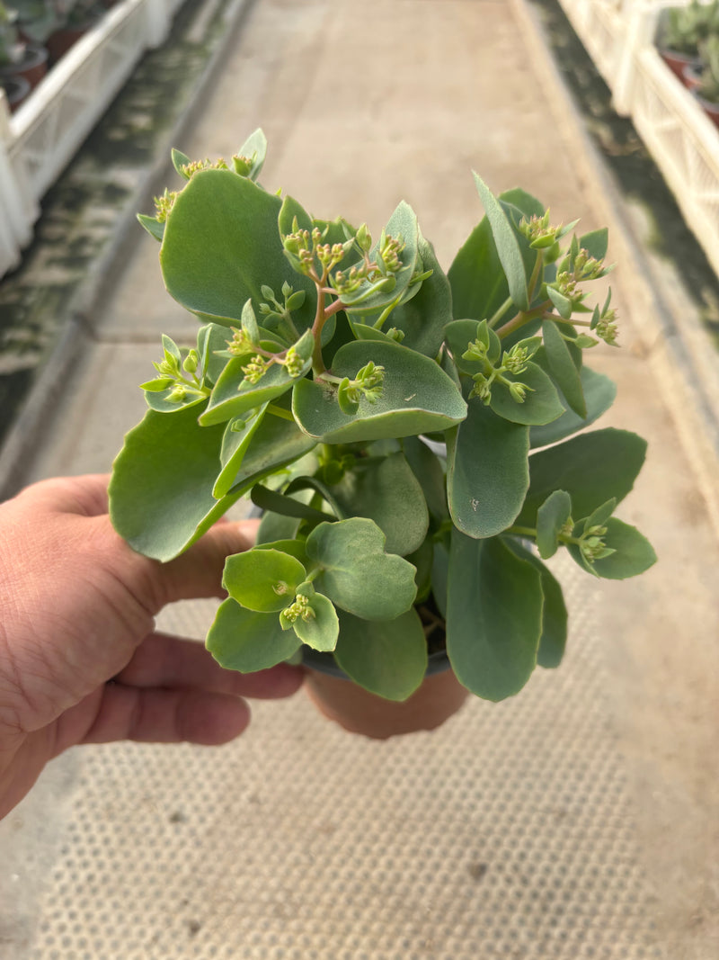 Sedum Seduction Rose Charm (Perennial, Summer, Autumn, Spring, Foliage)