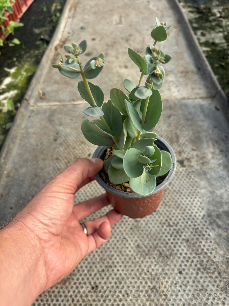 Sedum Seduction Yellow Delicat (Perennial, Summer, Autumn, Spring, Foliage)