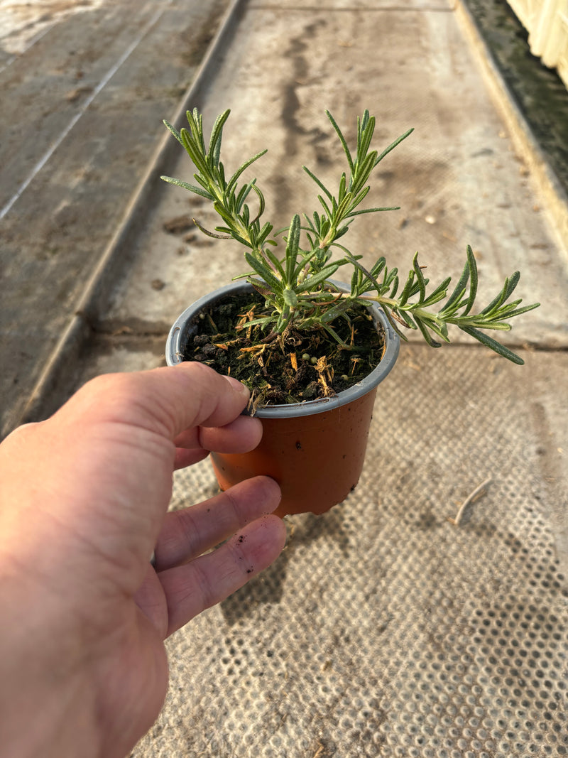 Rosemary Trailing (Perennial, Summer, Autumn, Spring, Foliage)