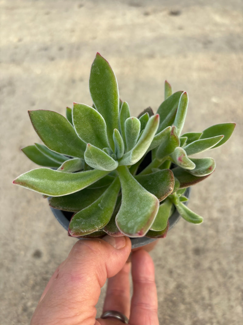 Echeveria (Foliage, Perennial, Summer, Autumn)