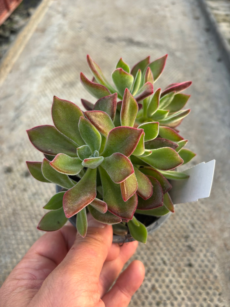 Echeveria (Foliage, Perennial, Summer, Autumn)