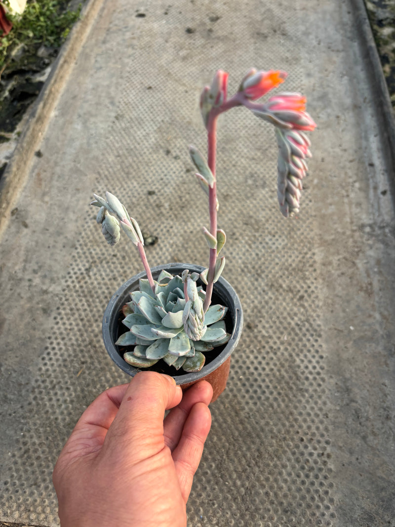 Echeveria (Foliage, Perennial, Summer, Autumn)