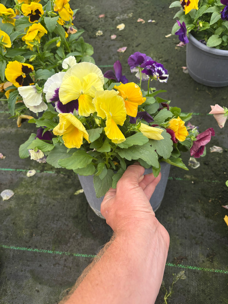 *DEAL OF THE WEEK* 4 x 23cm Pansy Patio Barrel Mix of colours (Spring, Summer, Autumn)