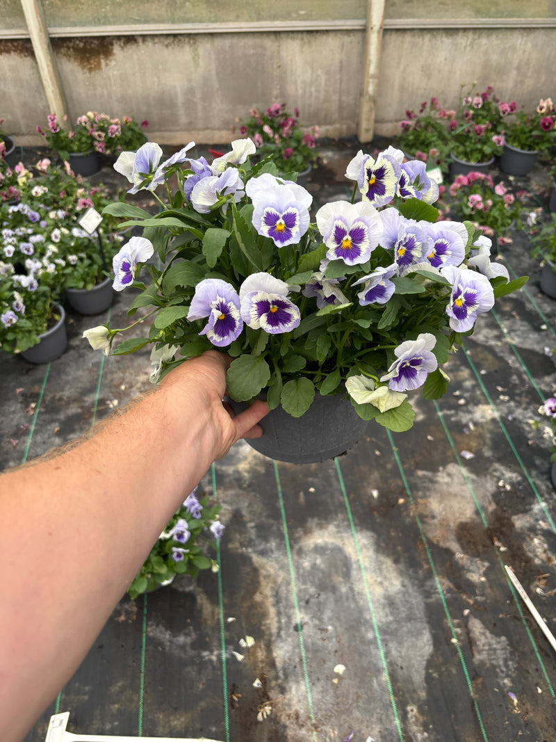 *DEAL OF THE WEEK* 4 x 23cm Pansy Patio Barrel Mix of colours (Spring, Summer, Autumn)
