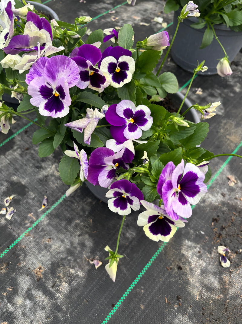 *DEAL OF THE WEEK* 4 x 23cm Pansy Patio Barrel Mix of colours (Spring, Summer, Autumn)