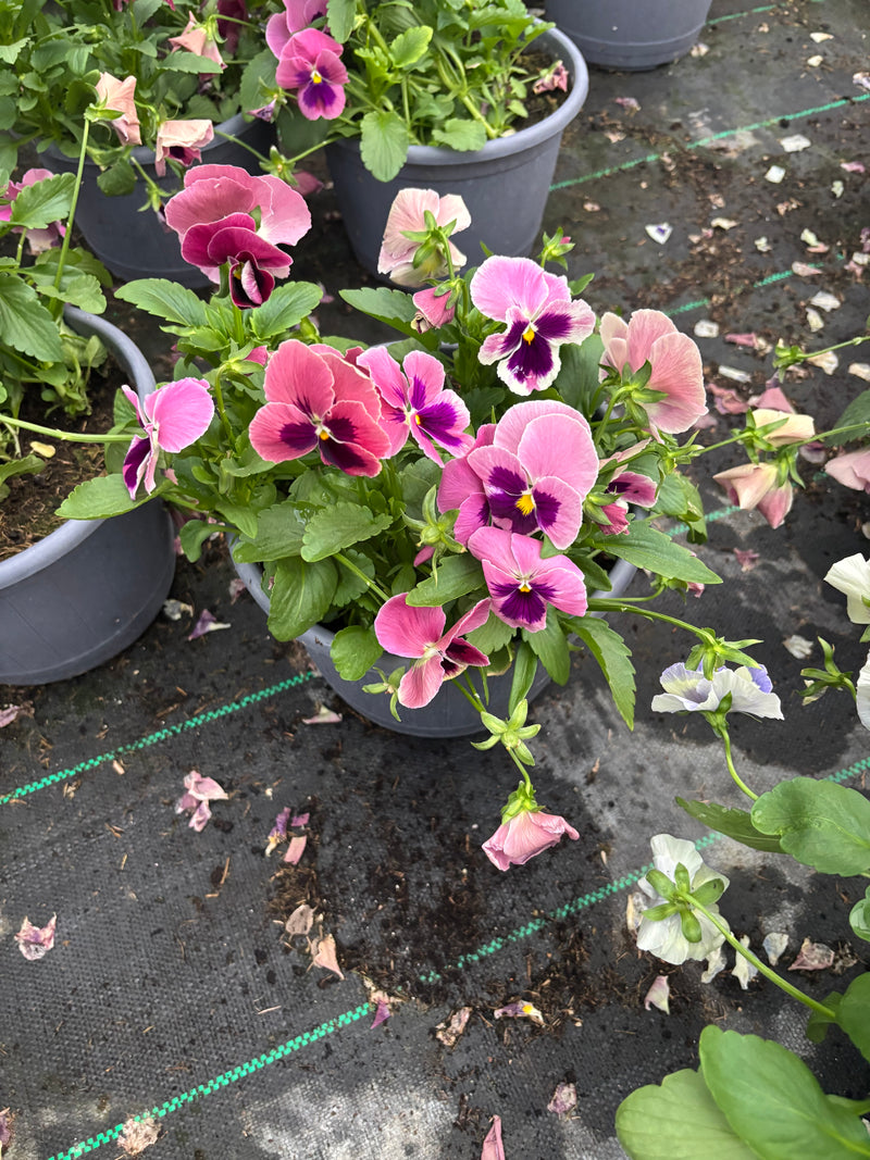 *DEAL OF THE WEEK* 4 x 23cm Pansy Patio Barrel Mix of colours (Spring, Summer, Autumn)