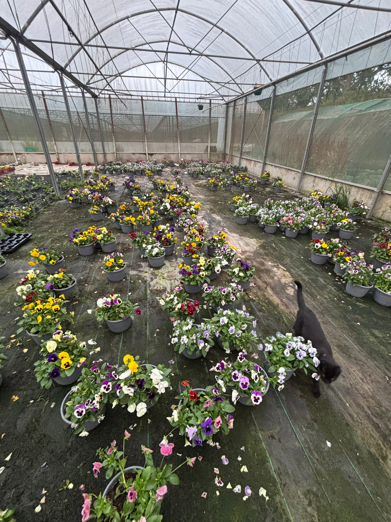 *DEAL OF THE WEEK* 4 x 23cm Pansy Patio Barrel Mix of colours (Spring, Summer, Autumn)