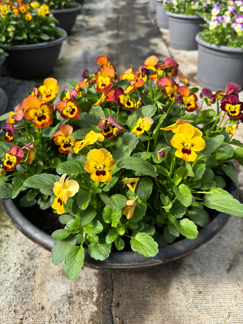*DEAL OF THE WEEK* 2 X 30cm Patio Striation Bowl with Viola Honeybee *Local delivery only*