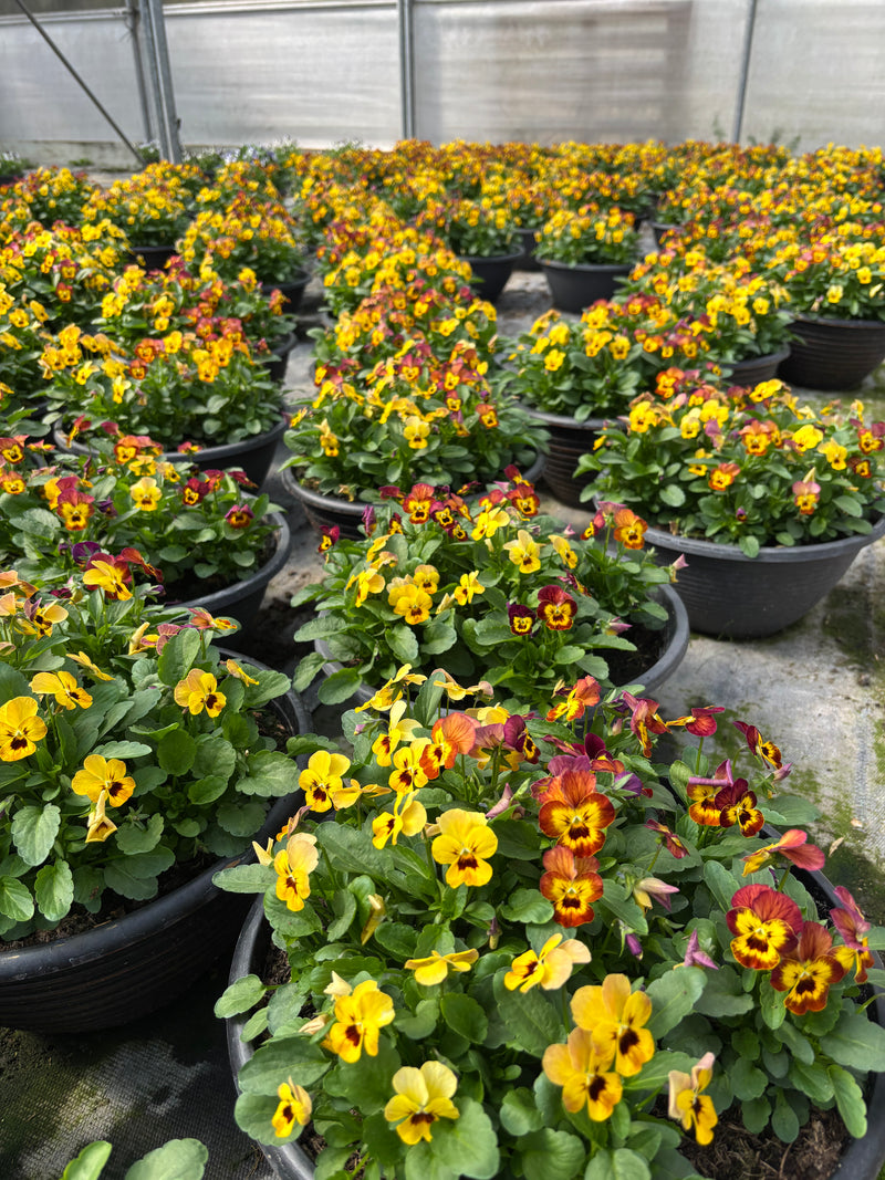 *DEAL OF THE WEEK* 2 X 30cm Patio Striation Bowl with Viola Honeybee *Local delivery only*