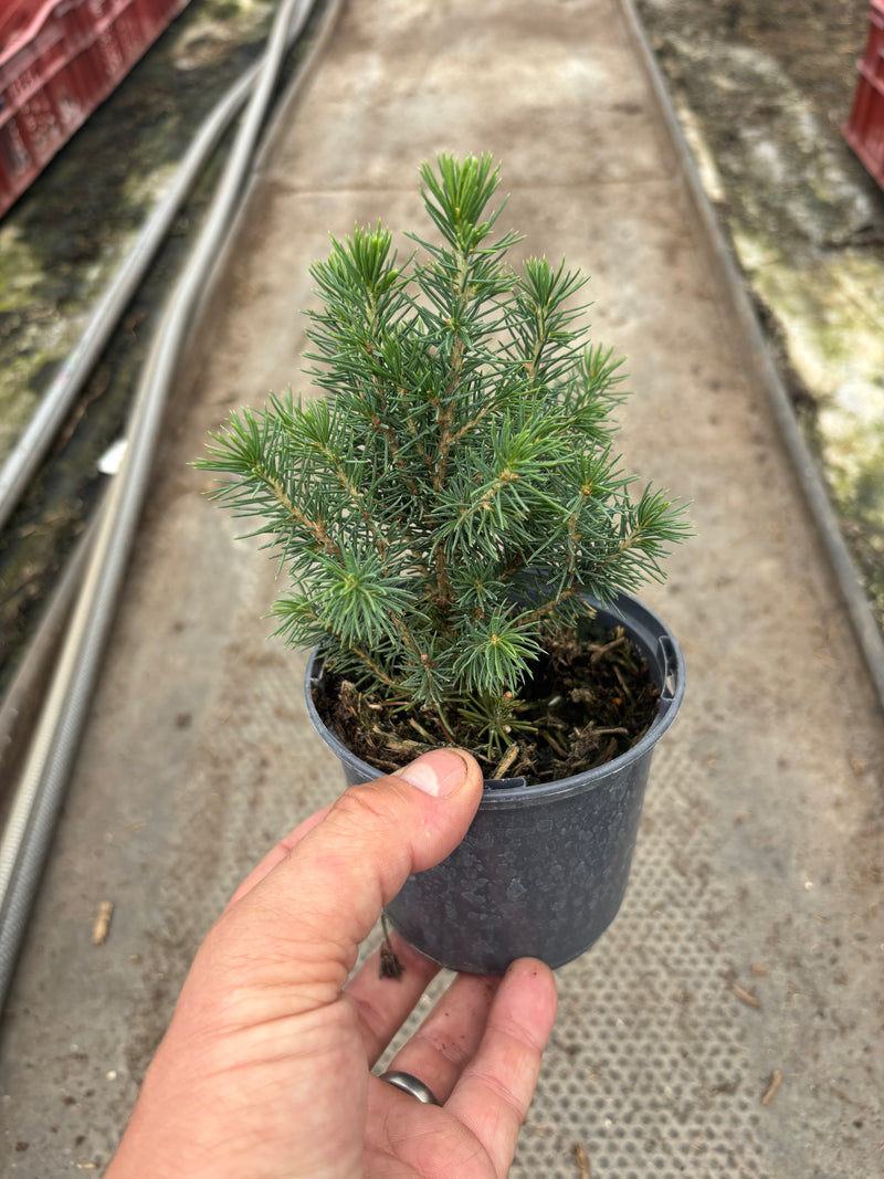Picea Conica Glauca (Foliage, Perennial, Summer, Autumn)