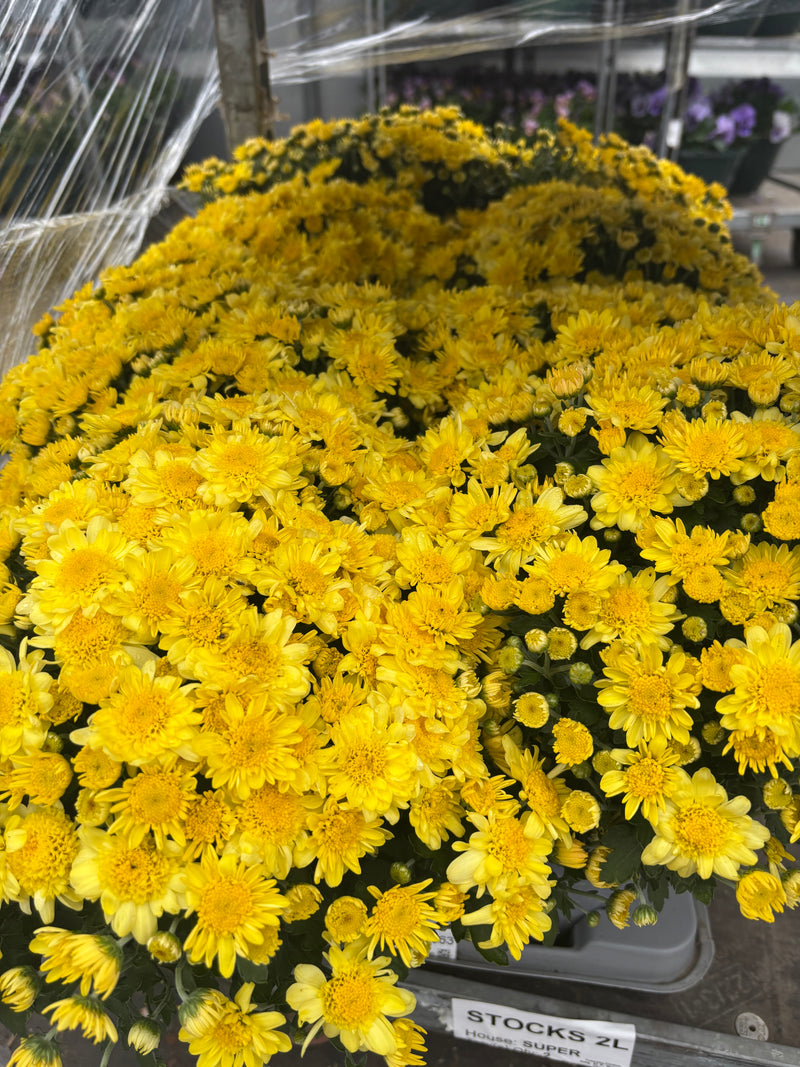 *DEAL OF THE WEEK* 8 x Garden Mums *Local delivery only*