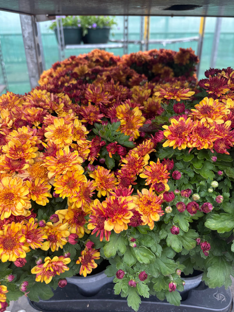 *DEAL OF THE WEEK* 8 x Garden Mums *Local delivery only*