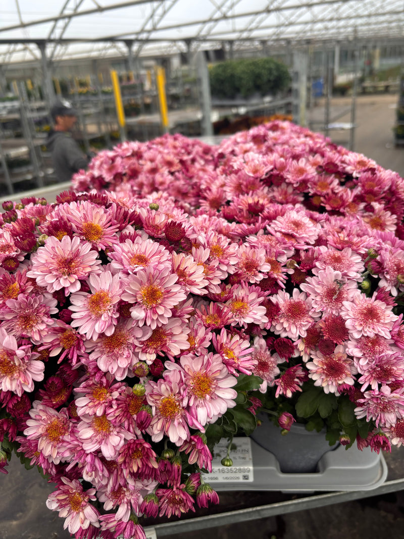 *DEAL OF THE WEEK* 8 x Garden Mums *Local delivery only*