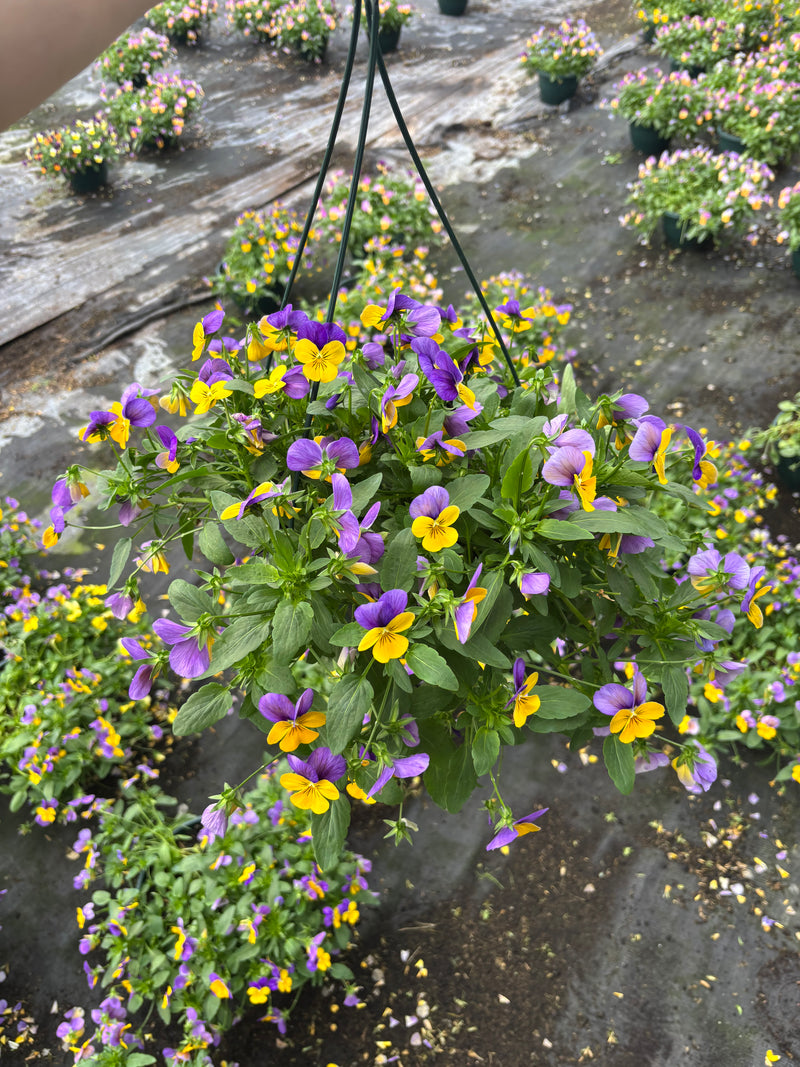 *DEAL OF THE WEEK* 2 x Viola Hanging Pots