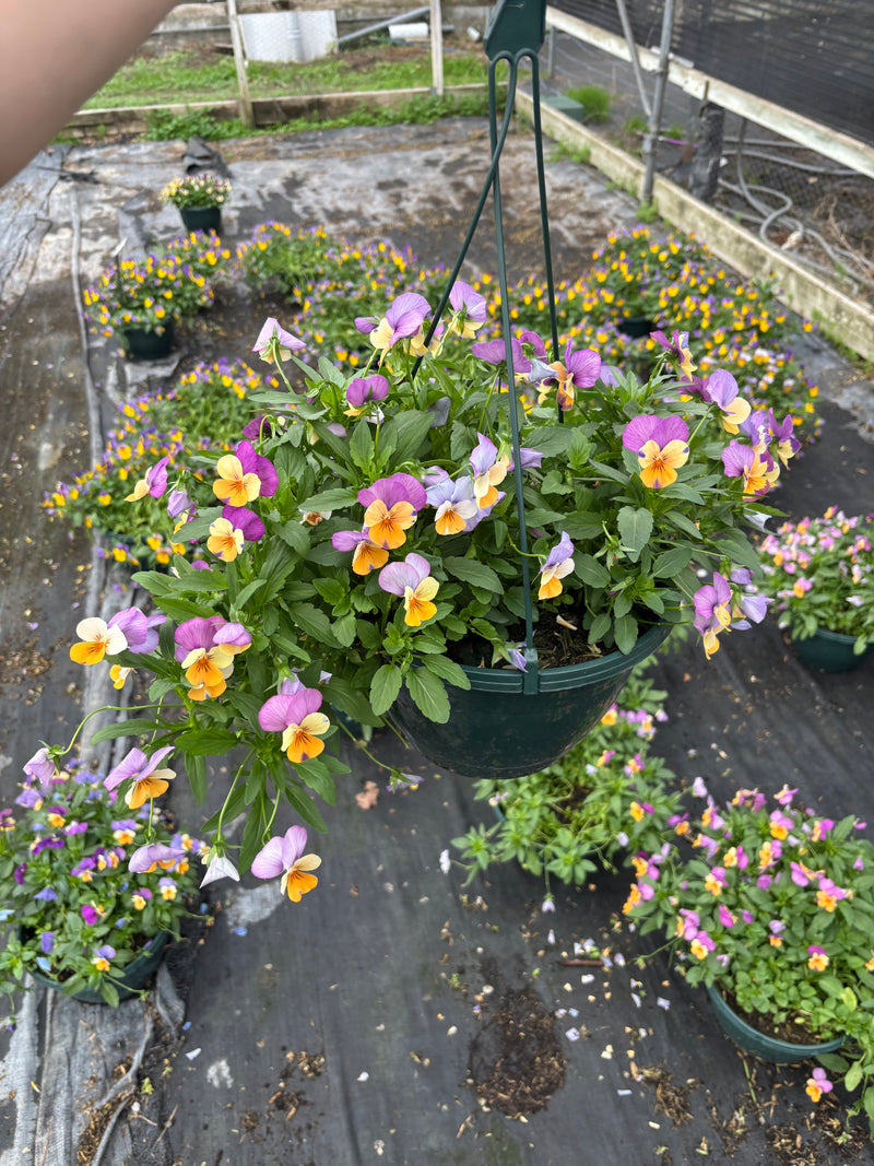 *DEAL OF THE WEEK* 2 x Viola Hanging Pots