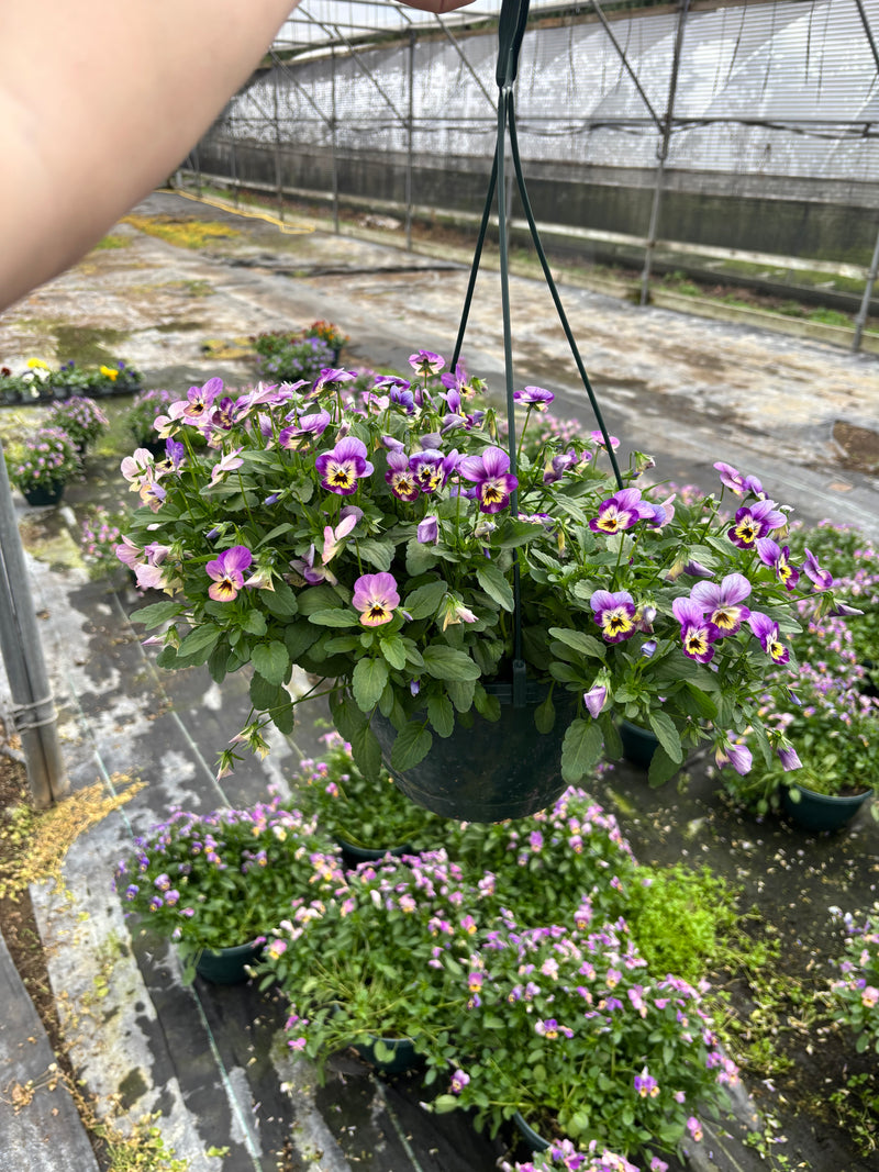 *DEAL OF THE WEEK* 2 x Viola Hanging Pots