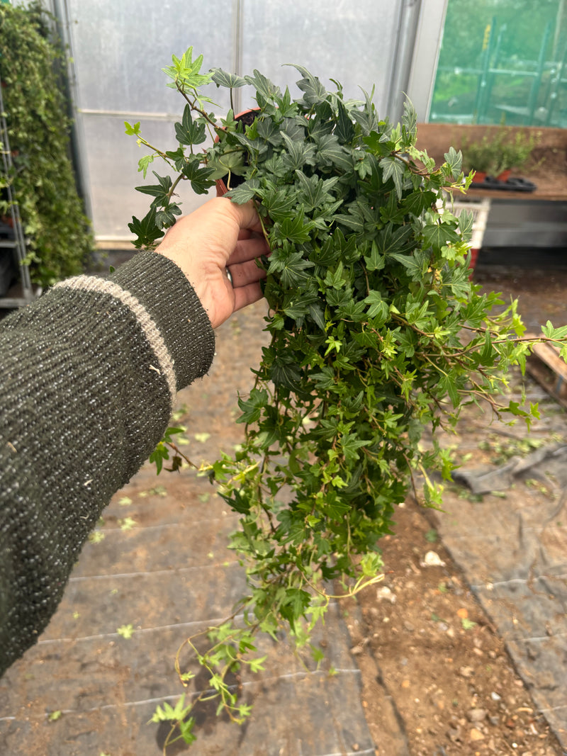 *Deal of the Week* Green Ivy with a huge Trail - 3 for £10