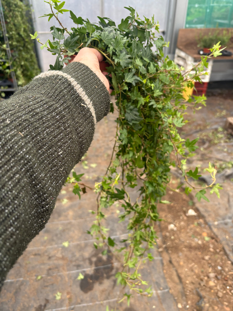 *Deal of the Week* Green Ivy with a huge Trail - 3 for £10