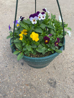 Viola Hanging Pot (Autumn, Winter, Spring)