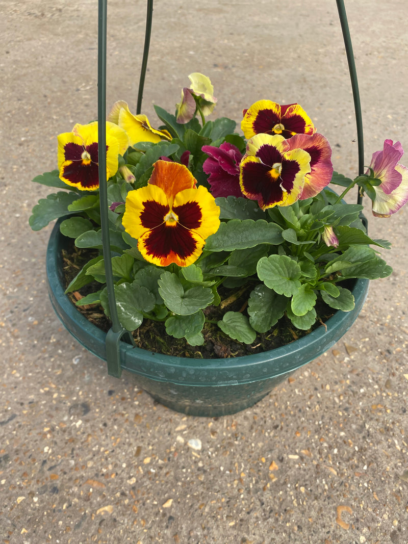 Pansy Hanging Pot (Autumn, Winter, Spring)