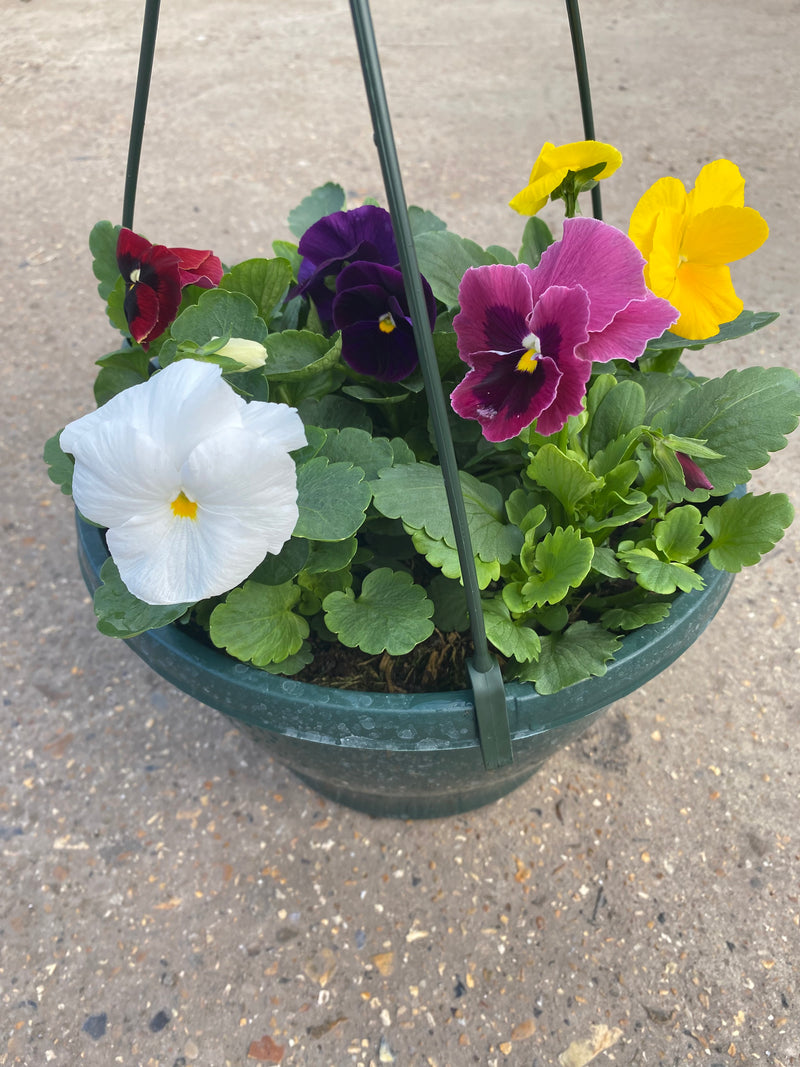Pansy Hanging Pot (Autumn, Winter, Spring)