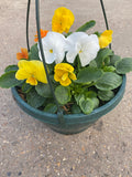 Pansy Hanging Pot (Autumn, Winter, Spring)