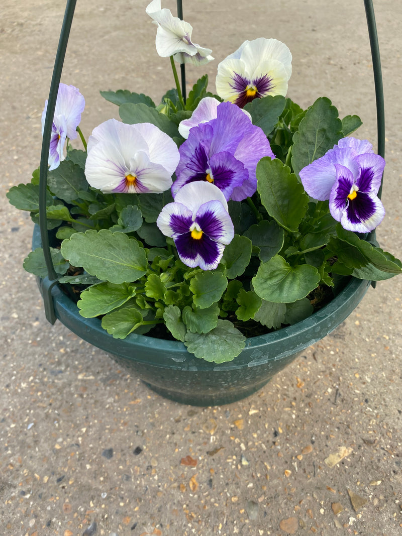 Pansy Hanging Pot (Autumn, Winter, Spring)
