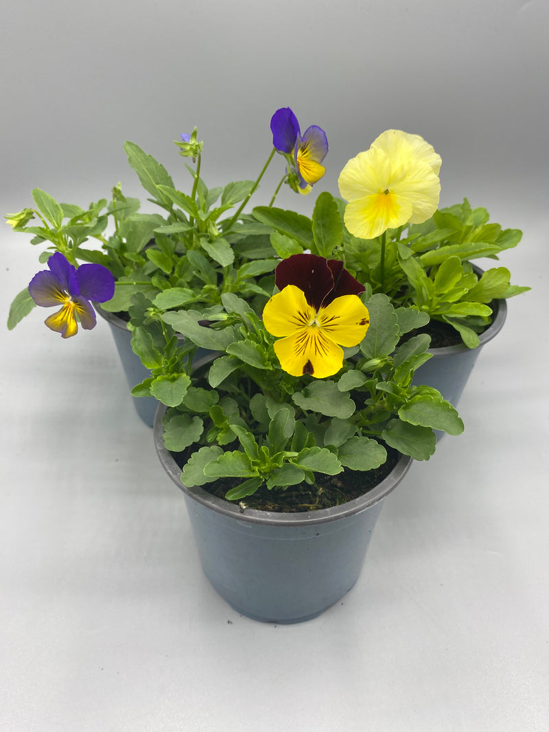 1L Pot Trailing Pansy (Summer, Autumn, Spring)
