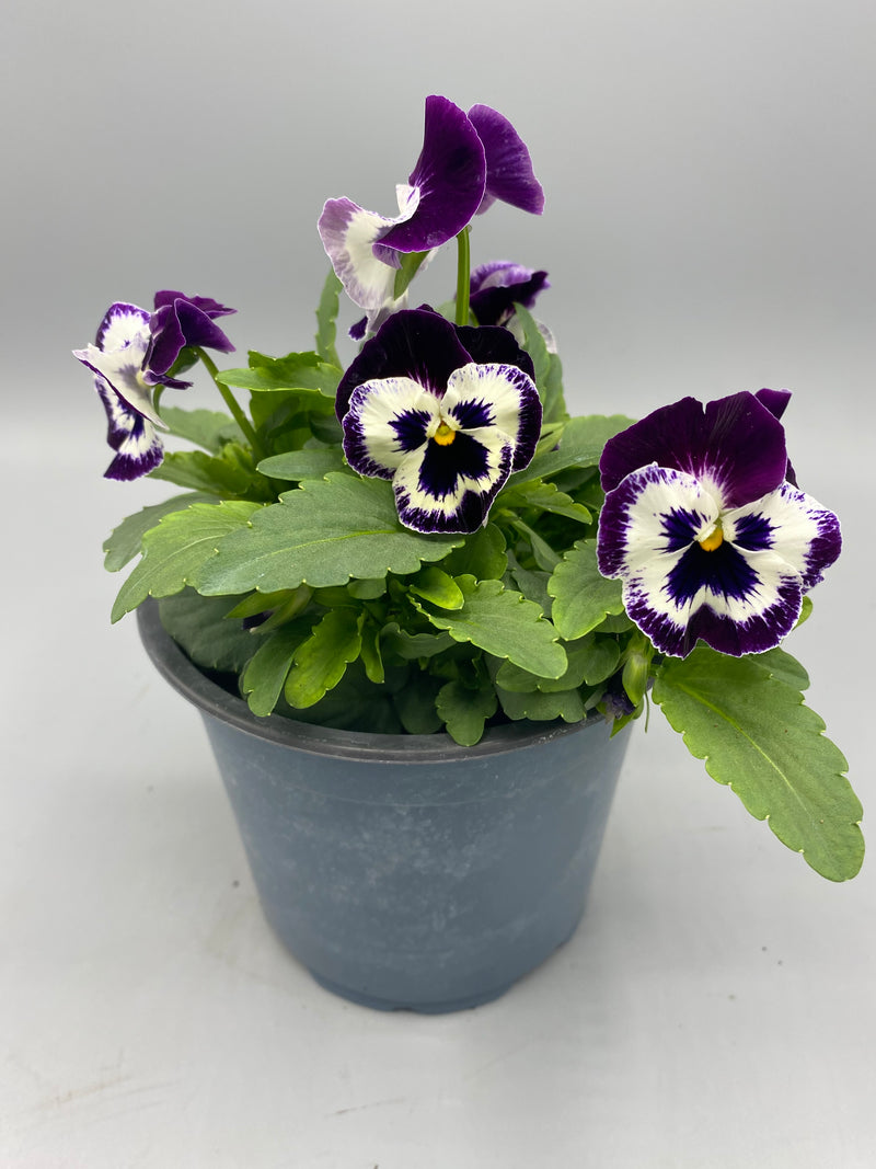 1L Pot Trailing Pansy (Summer, Autumn, Spring)