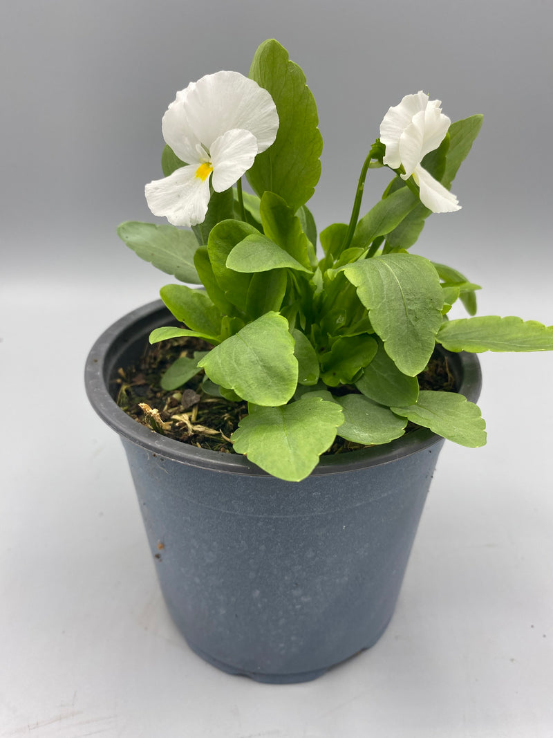 1L Pot Trailing Pansy (Summer, Autumn, Spring)