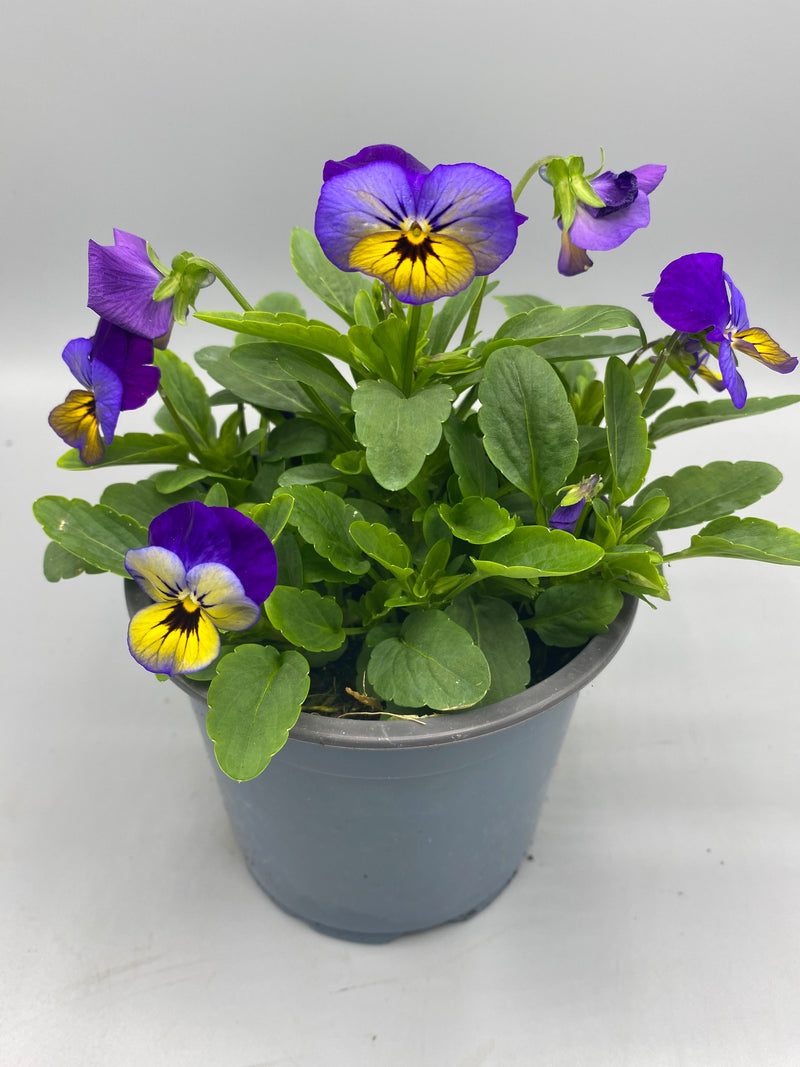 1L Pot Trailing Pansy (Summer, Autumn, Spring)