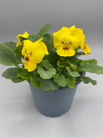 1L Pot Trailing Pansy (Summer, Autumn, Spring)