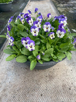 *Deal of The Week* 2 X 30cm Viola Patio Pot (Autumn, Winter, Spring)