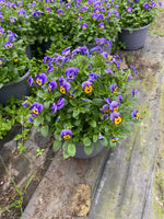 *DEAL OF THE WEEK* 4 X Lucky Dip Viola Barrel Planters