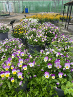 *DEAL OF THE WEEK* 4 X Lucky Dip Viola Barrel Planters