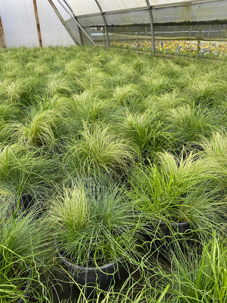 *Deal of The Week* 2x Mixed Grass Planter for £12