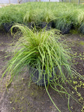*Deal of The Week* 2x Mixed Grass Planter for £12