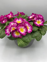 *Deal of The Week* 2 x  Beautiful Spring Primrose Patio Pot