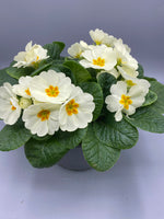 *Deal of The Week* 2 x  Beautiful Spring Primrose Patio Pot