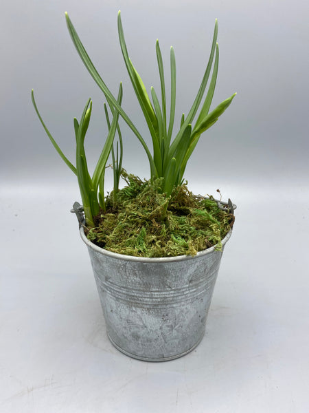 Mini Daffodil in Mini Bucket x 4 (spring)