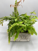 *Deal of the week* Indoor Fern Planter *LOCAL DELIVERY ONLY*