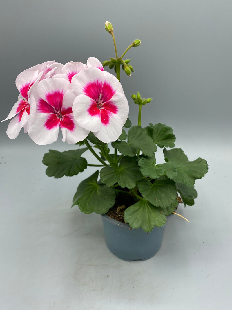 Zonal Geranium 10.5cm Pot (Spring, Summer)
