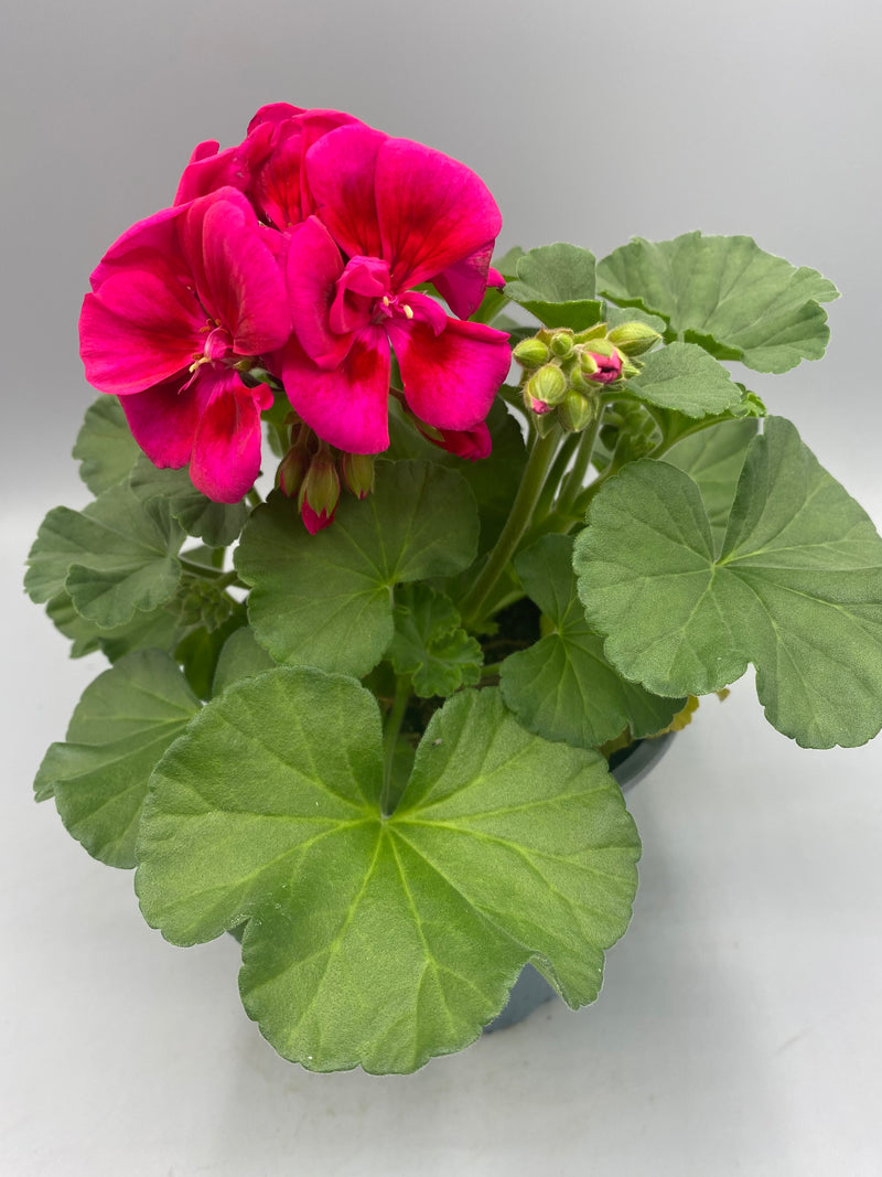 1L Pot Geranium Tray of 3 (Spring, Summer)