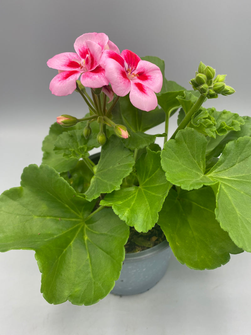 1L Pot Geranium Tray of 3 (Spring, Summer)