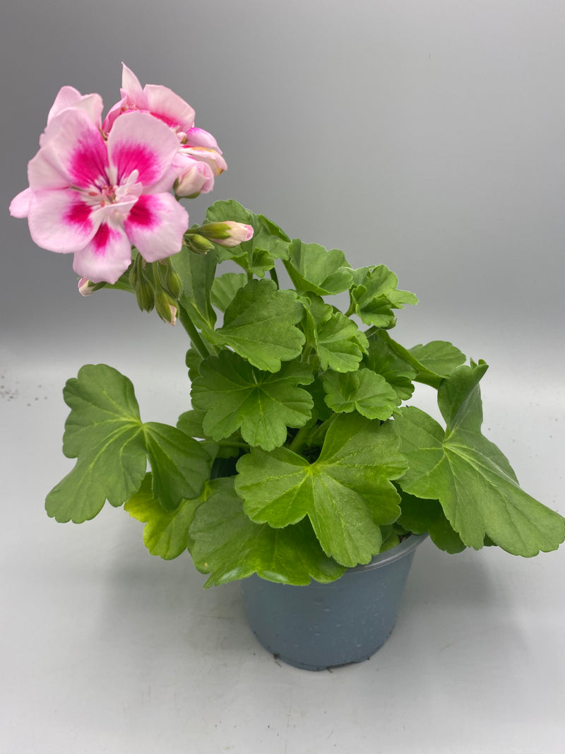 1L Pot Geranium Tray of 3 (Spring, Summer)