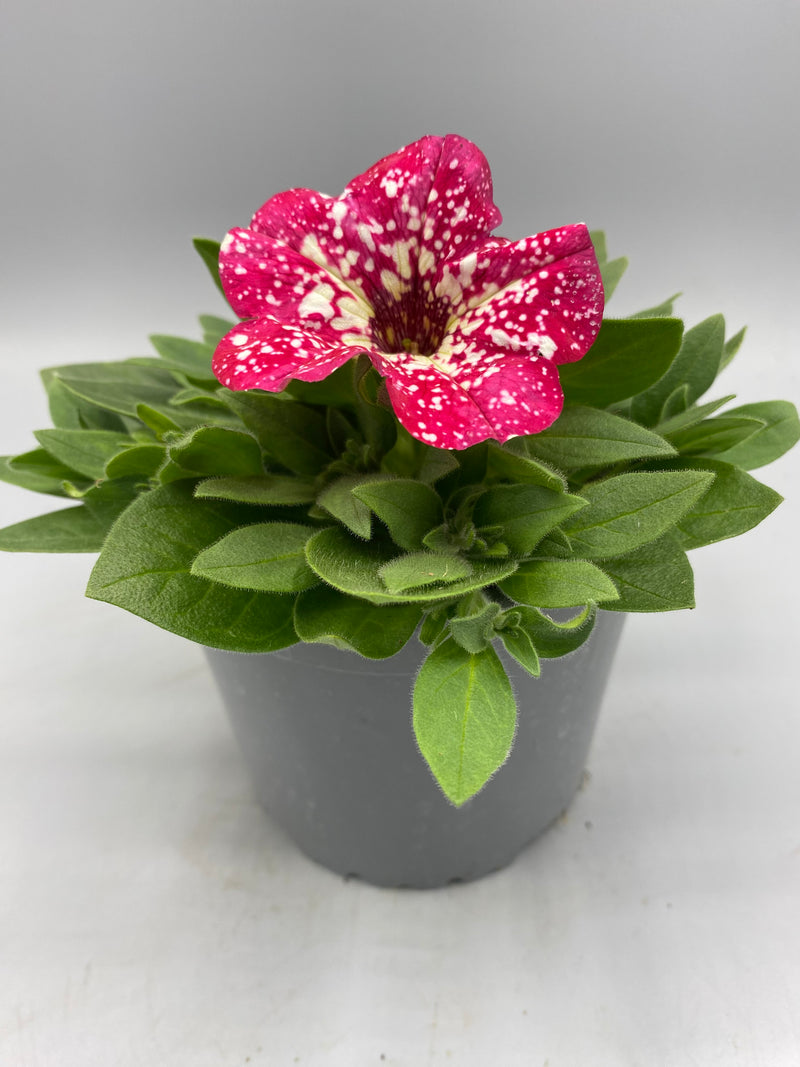 1L Petunia  (Spring, Summer)