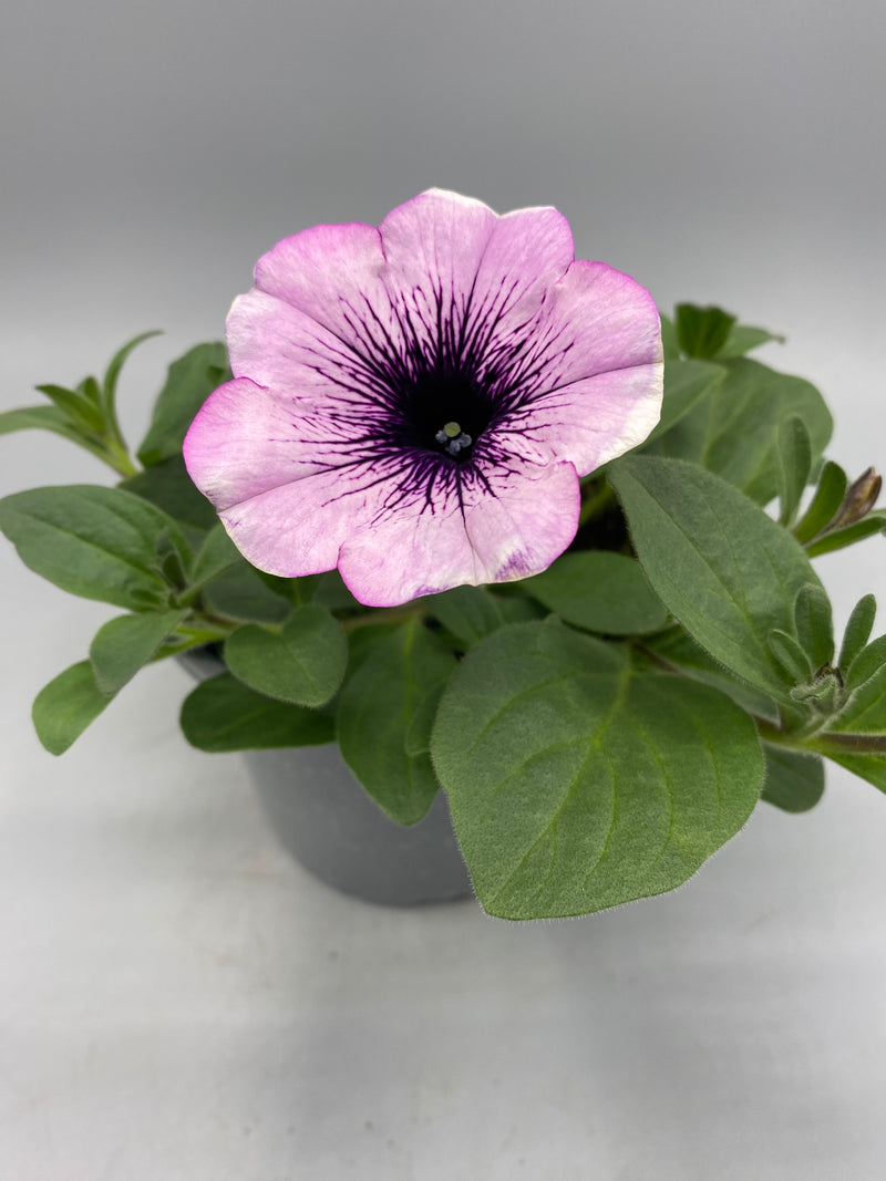 1L Petunia  (Spring, Summer)